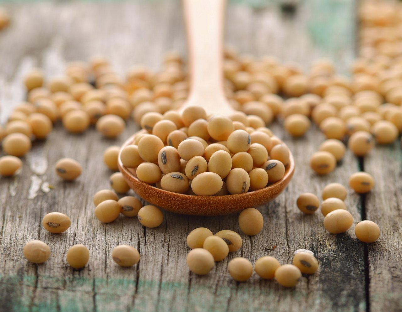 A spoon of soybeans