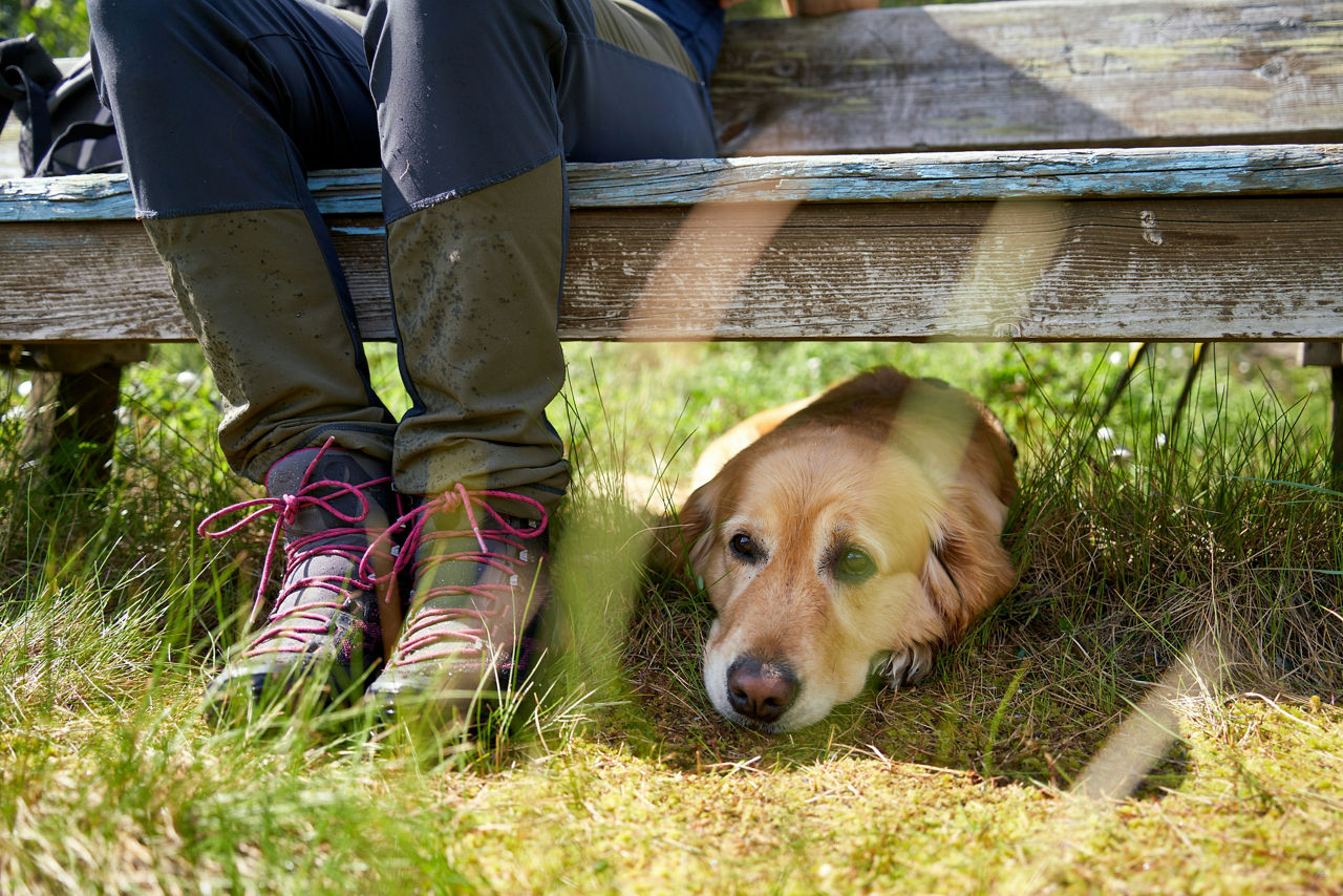 En mann satt på en benk med en hund.​